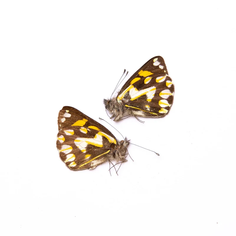 TWO (2) Delias eichhorni, PNG | Unmounted Butterfies for Art and Collecting