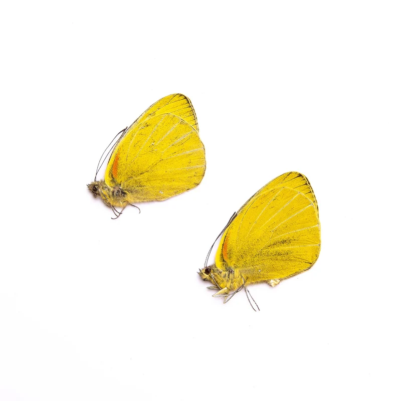 TWO (2) Delias levicki | A1 Real Dry-Preserved Butterflies | Unmounted Entomology Taxidermy Specimens