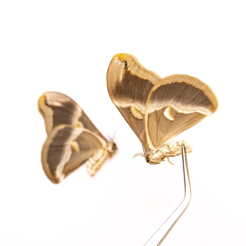 TWO (2) Eri Silk Moths (Samia ricini) India, A1 Real Entomology Specimens