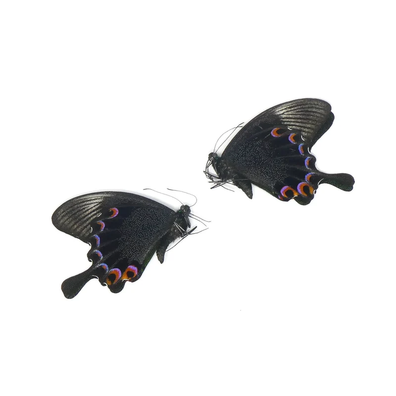 TWO (2) Jungle Jade Swallowtail (Papilio karna) | A1 Real Dry-Preserved Butterflies | Unmounted Entomology Taxidermy Specimens