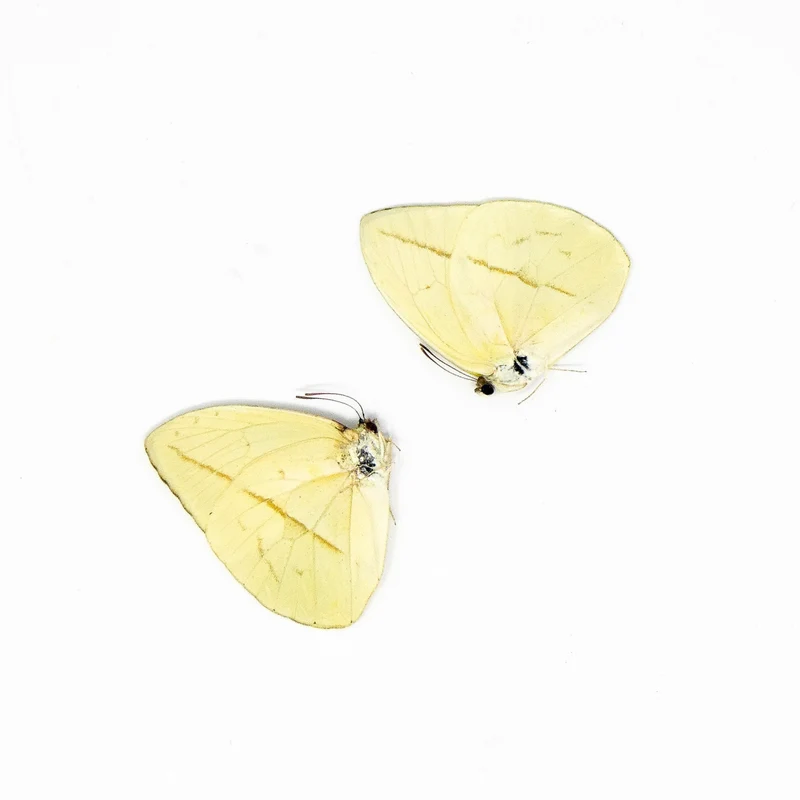 TWO (2) Phoebis trite | A1 Real Dry-Preserved Butterflies | Unmounted Entomology Taxidermy Specimens