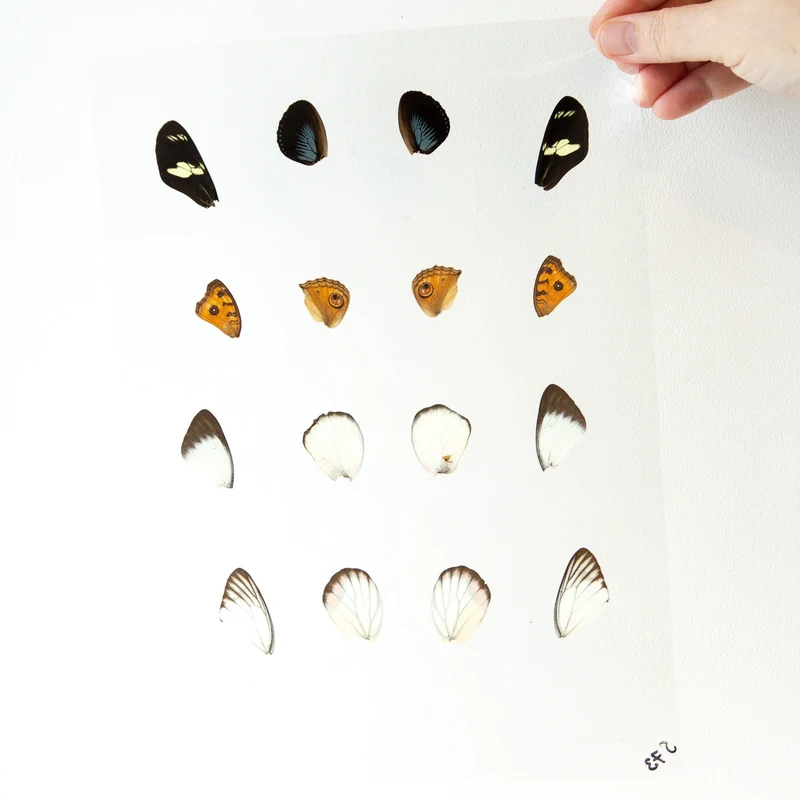 Butterfly Wings GLOSSY LAMINATED SHEET Real Ethically Sourced Specimens Moths Butterflies Wings for Art -- S73