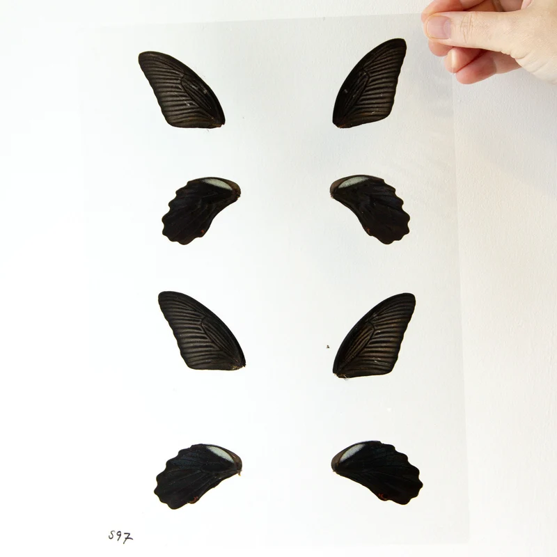 Butterfly Wings GLOSSY LAMINATED SHEET Real Ethically Sourced Specimens Moths Butterflies Wings for Art -- S97