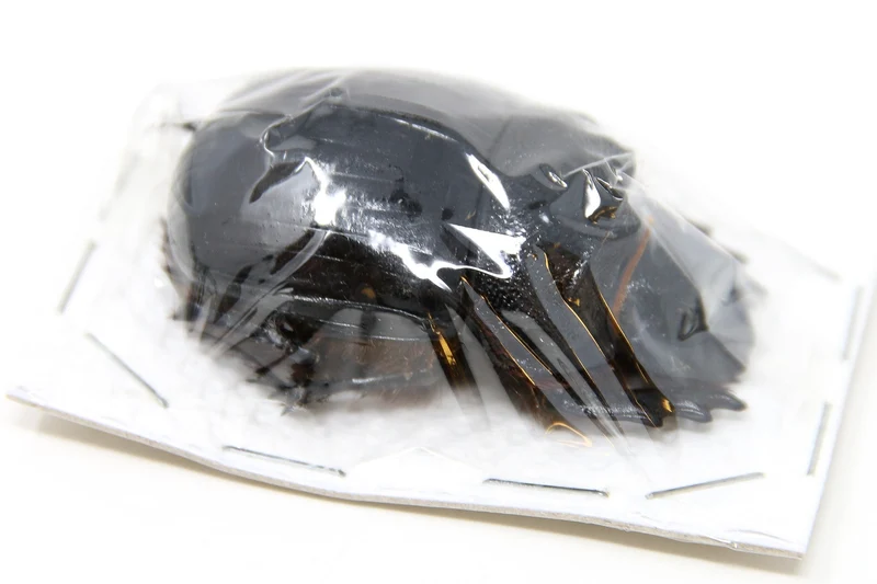 ELEPHANT SCARAB BEETLES Specimens Insect Collection (Thailand) A1 Unmounted Dried Beetles, Coleoptera Lot*191