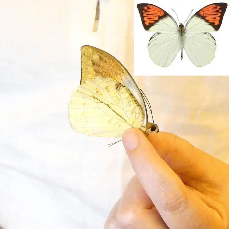 2 x Great Orange Tip Butterflies (Hebomoia glaucippe celebensis) A1 Unmounted Specimens