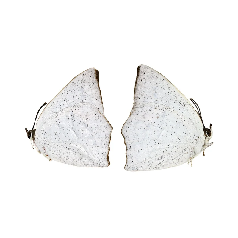 Two (2) Curetis acuta, The Angled Sunbeam, A1 Real Dry-Preserved Unmounted Butterflies, Entomology Taxidermy Specimens