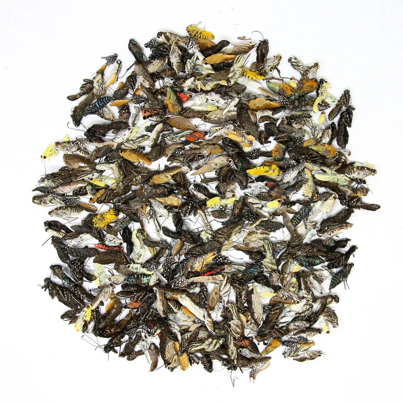 Dried Butterfly Bodies for Artistic Creation 20g