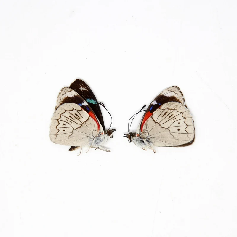 TWO (2) Perisama ambatensis | Unmounted Butterfies for Art and Collecting
