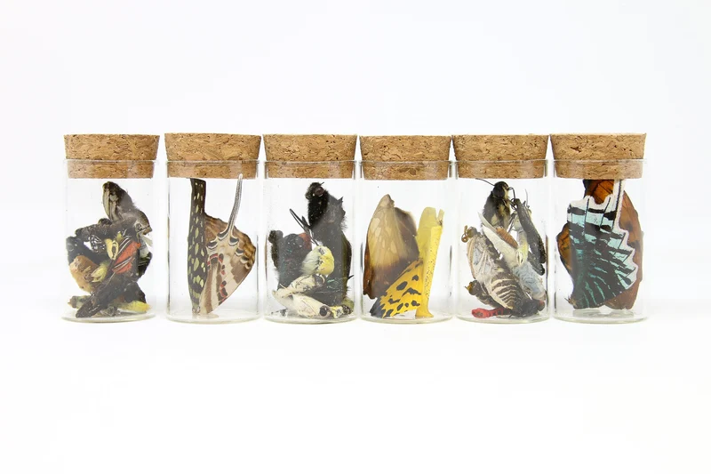 Authentic Butterfly Wings and Curiosity Specimens in Glass Vials – Set of 6 for Art & Display
