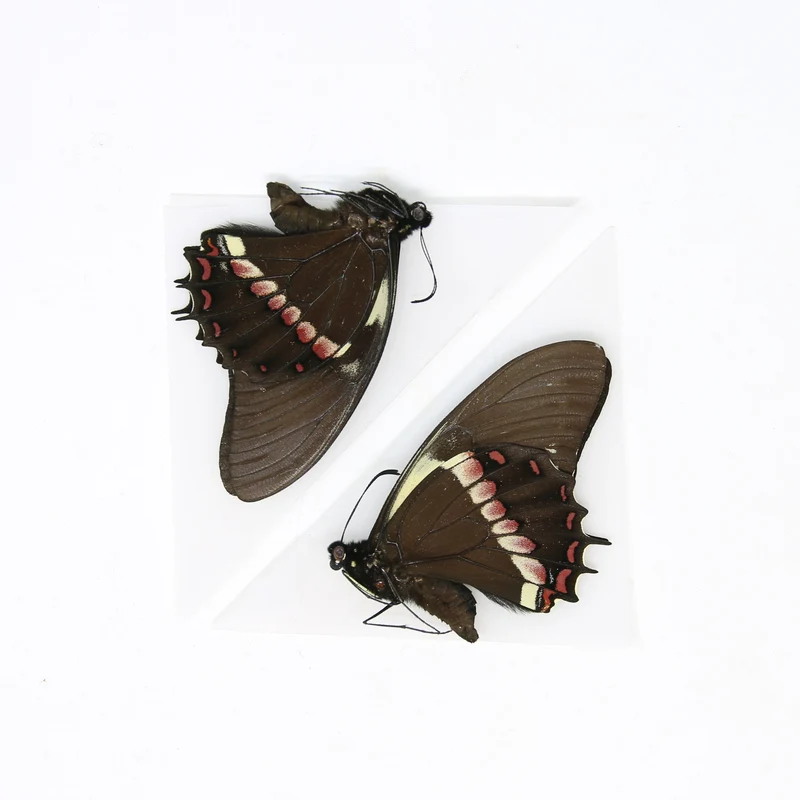 Two (2) Papilio menatius eurotas, A1 Real Dry-Preserved Butterflies, Unmounted Specimens