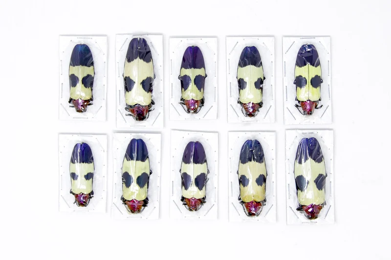 Red Speckled Jewel Beetles (Chrysochroa buqueti rugicollis) A1 Specimens WHOLESALE