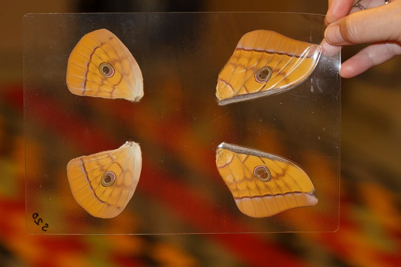 Silk Moth Wings (Antheraea frithi) GLOSSY LAMINATED SHEET Wings for Artistic Creation