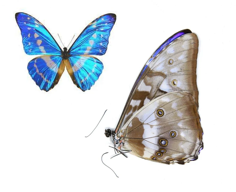 Colombian Electric Blue Butterfly (Morpho cypris) Unmounted Specimens