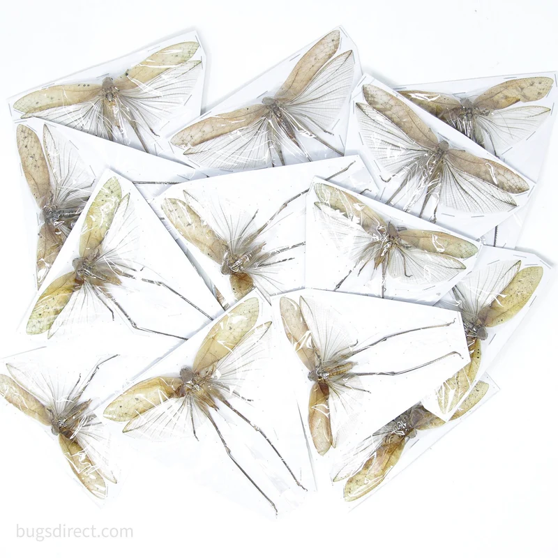 Lot of 5 Thai Bush Katydids 5" Wingspan, Spread Specimens A1