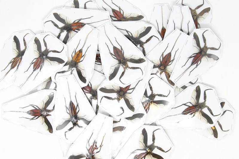 10 Laccotrephes pfeiferiae Water Scorpion Specimen | A1 Quality | Dry-Preserved Spread | (wholesale)
