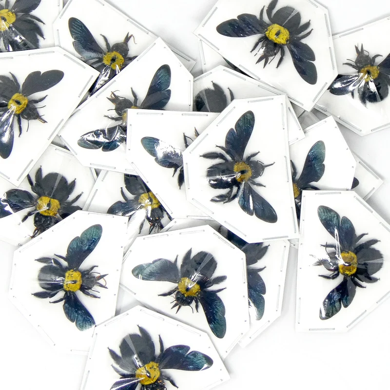 Pack of 10 Yellow Carpenter Bees (Xylocopa aestuans) | A1 Spread Specimens | Dry-preserved Taxidermy