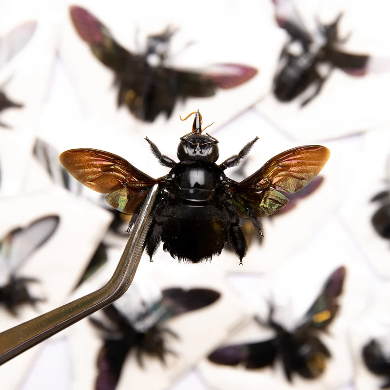 Pack of 10 Giant Black Carpenter Bees (Xylocopa latipes) | A1 Spread Specimens | Dry-preserved Taxidermy (wholesale)