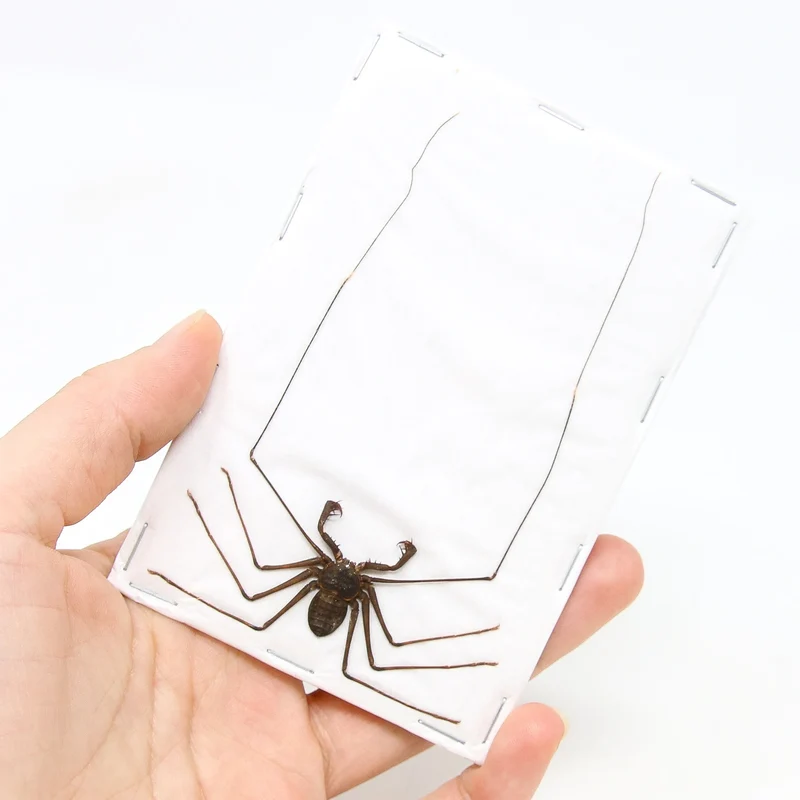Giant Tailless Whip Scorpion (Stygophrynus dammermani) A1 Dry-Preserved Specimen | Unmounted Entomology