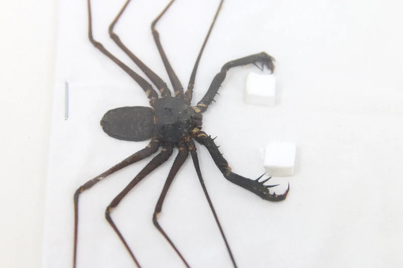 Giant Tailless Whip Scorpion (Stygophrynus dammermani) A1 Dry-Preserved Specimen | Unmounted Entomology