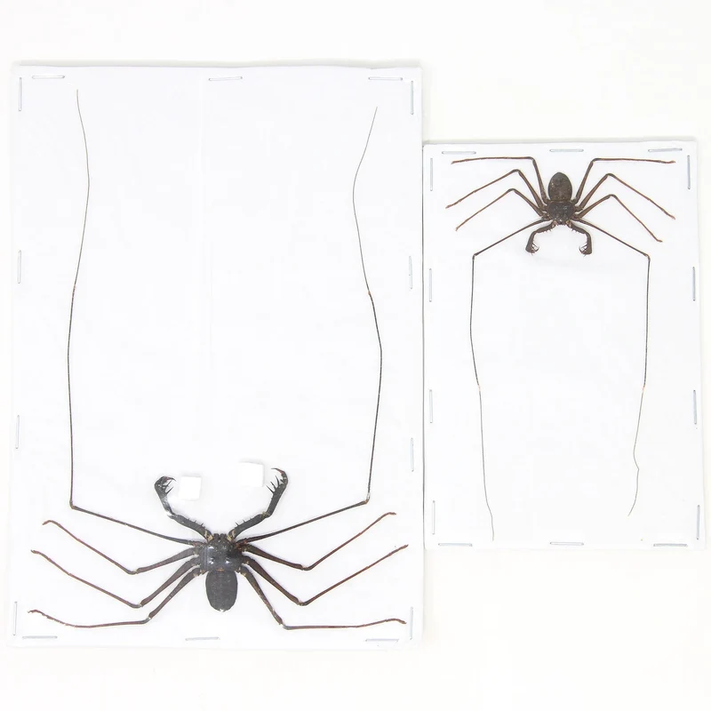 Giant Tailless Whip Scorpion (Stygophrynus dammermani) A1 Dry-Preserved Specimen | Unmounted Entomology