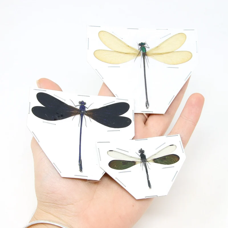Three Spread Dragonfly & Damselfly Specimens | Museum-Quality Odonata Collection