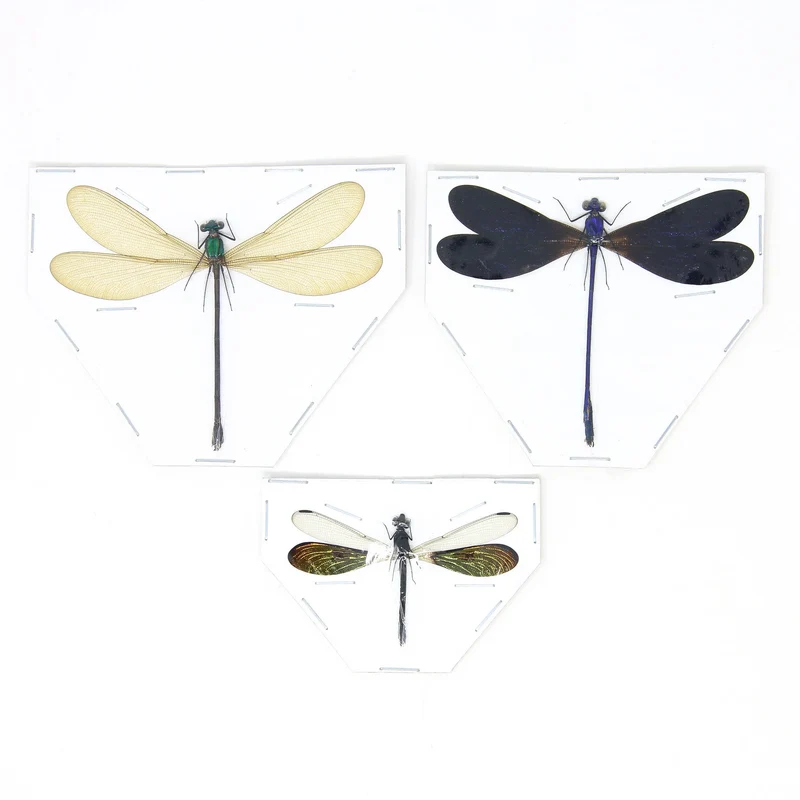 Three Spread Dragonfly & Damselfly Specimens | Museum-Quality Odonata Collection
