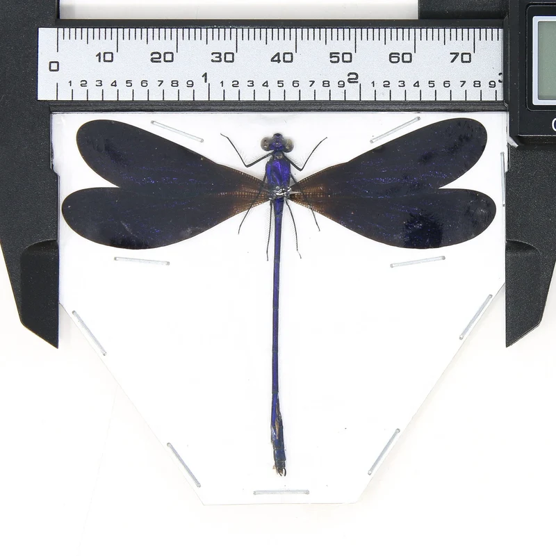 Three Spread Dragonfly & Damselfly Specimens | Museum-Quality Odonata Collection