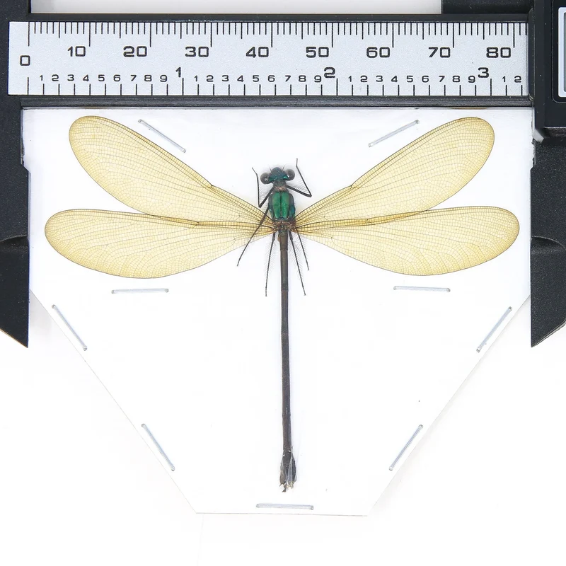 Three Spread Dragonfly & Damselfly Specimens | Museum-Quality Odonata Collection