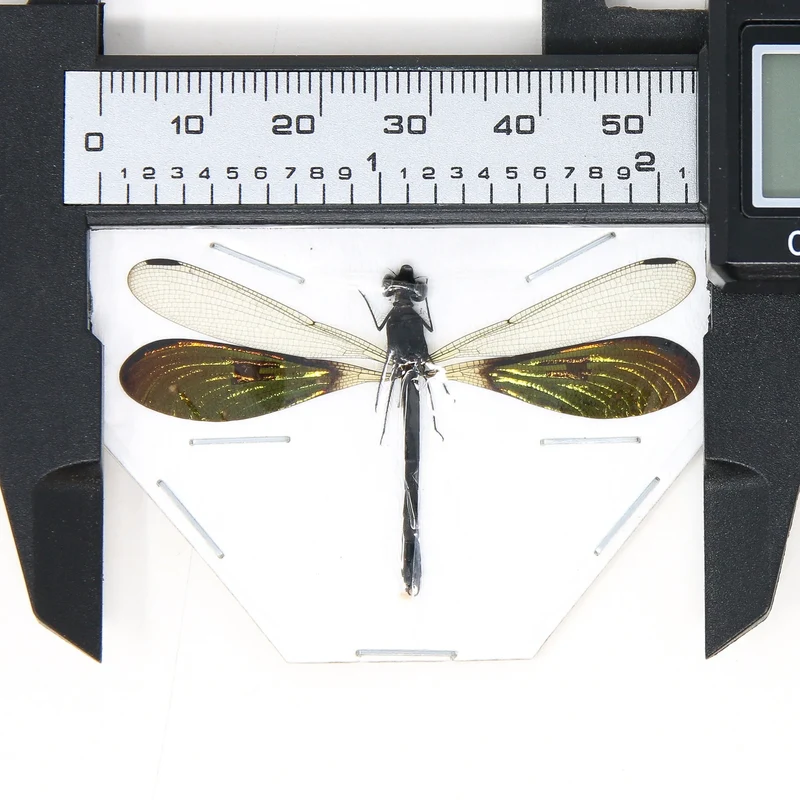 Three Spread Dragonfly & Damselfly Specimens | Museum-Quality Odonata Collection