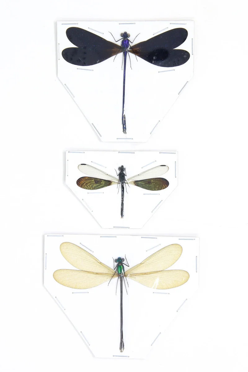 Three Spread Dragonfly & Damselfly Specimens | Museum-Quality Odonata Collection