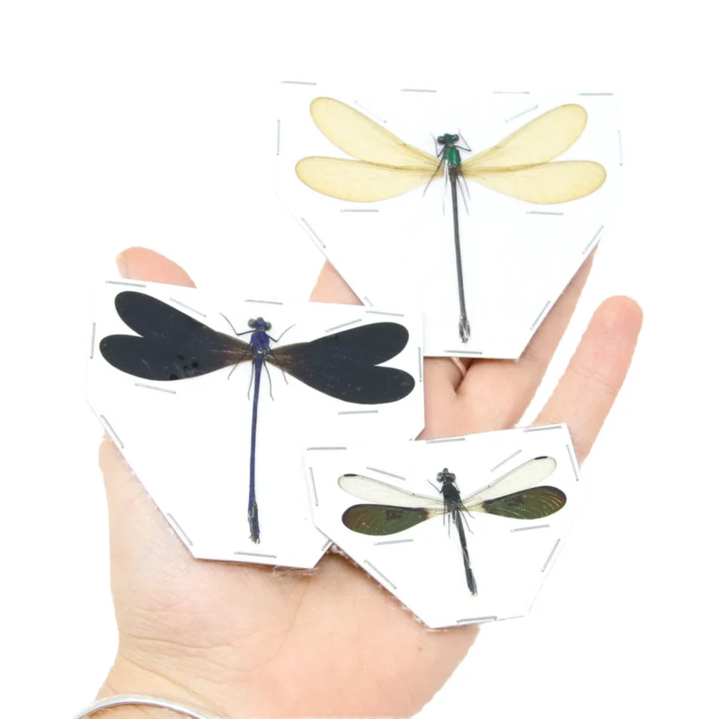 Three Spread Dragonfly & Damselfly Specimens | Museum-Quality Odonata Collection