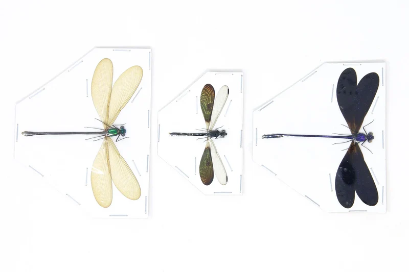 Three Spread Dragonfly & Damselfly Specimens | Museum-Quality Odonata Collection