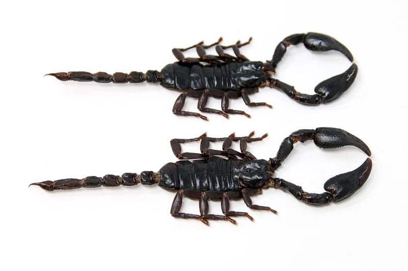 2 x Thai Black Scorpions (Heterometrus spinifer) 110-120mm A1 Specimens