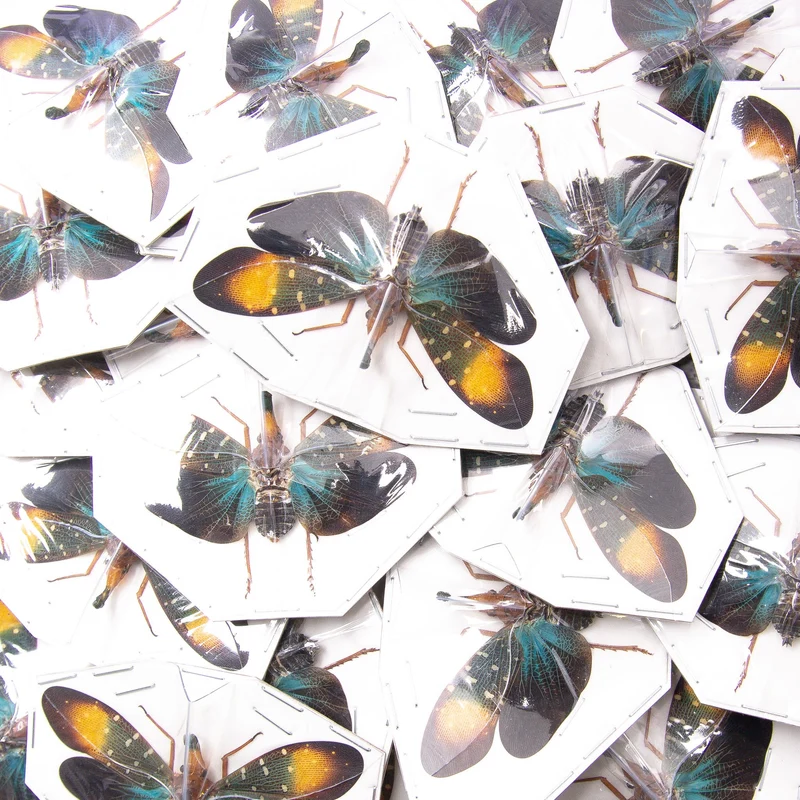 10 Pyrops gunjii, Gold Spot Lantern Bugs, A1 Spread Specimens Wholesale