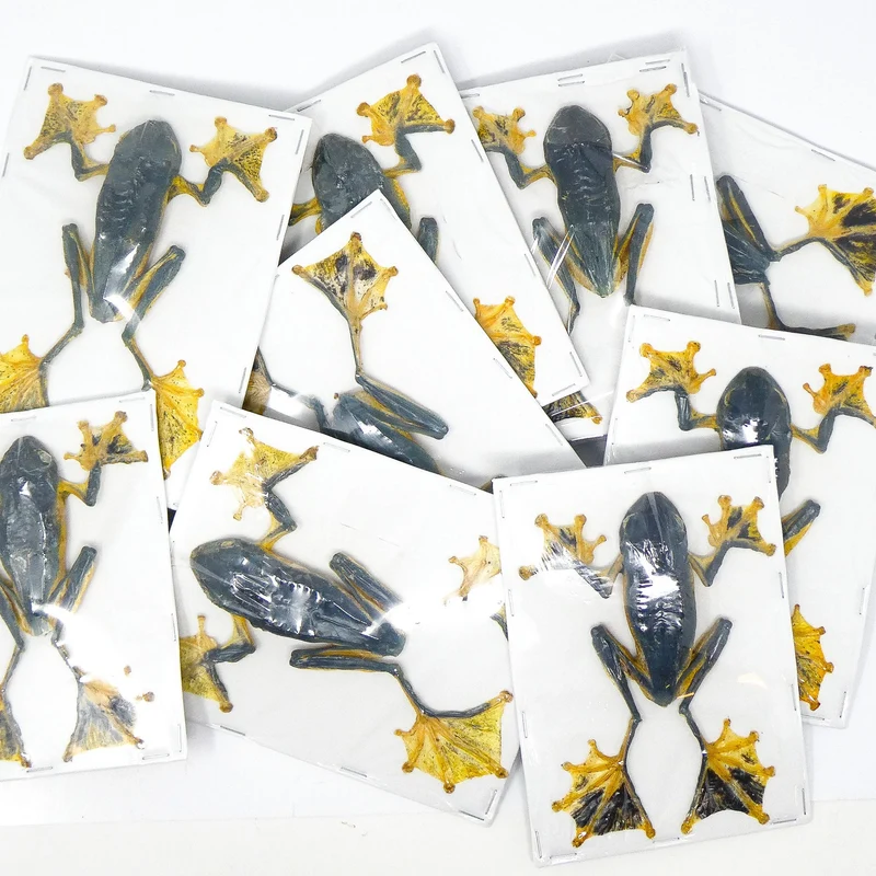 Reinwardt's Tree Frogs Lot of 5 A1 | Rhacophorus Reinwardtii 9cm | Wholesale Dry-Preserved Specimens
