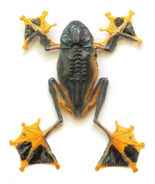 Reinwardt's Tree Frogs Lot of 5 A1 | Rhacophorus Reinwardtii 9cm | Wholesale Dry-Preserved Specimens