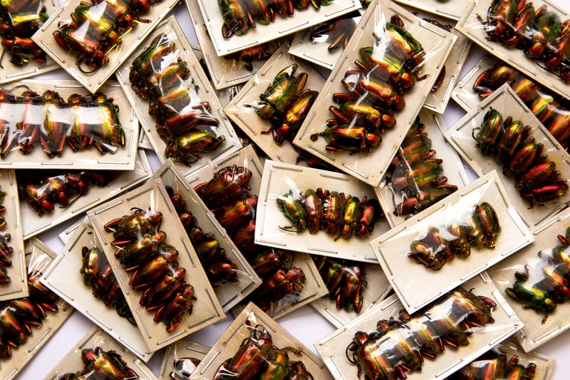Lot of 10 Rainbow Beetles (Sagra laticollis) A1 Entomology Specimens