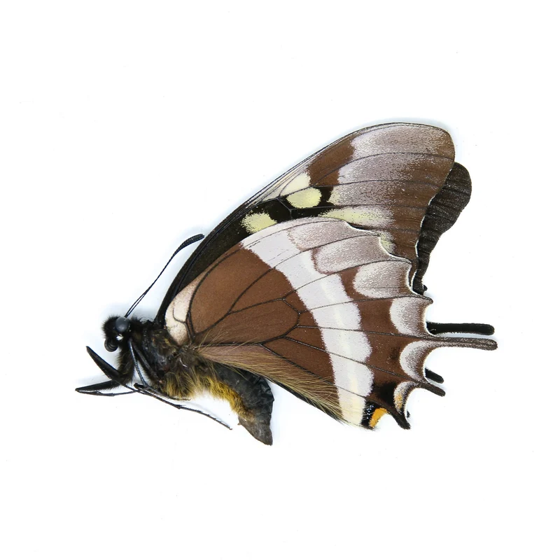 Papilio warscewiczii, A1 Real Dry-Preserved Butterflies, Unmounted Entomology Taxidermy Specimens