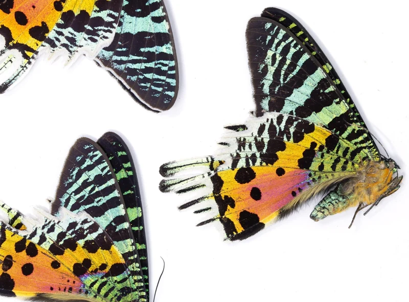 TWO (2) Madagascan Sunset Moths A1 | Chrysiridia rhipheus | Day Flying Moths Unmounted Real Specimens for Entomology