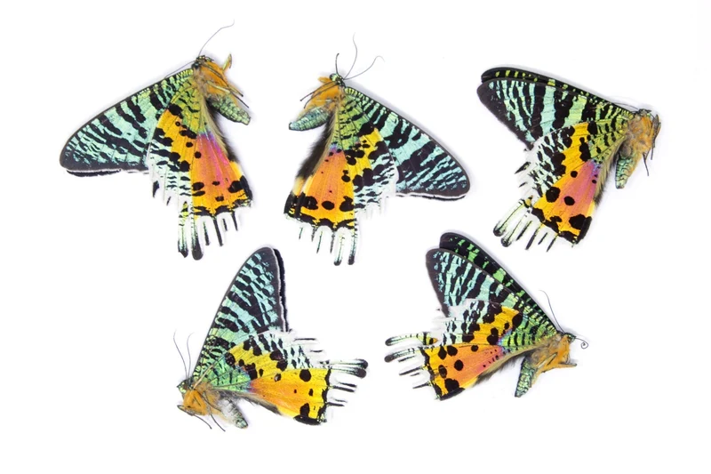 TWO (2) Madagascan Sunset Moths A1 | Chrysiridia rhipheus | Day Flying Moths Unmounted Real Specimens for Entomology