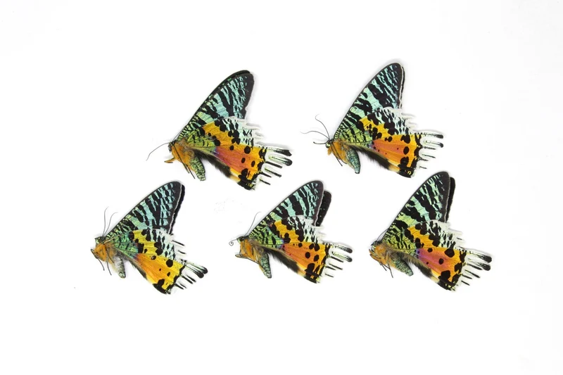 TWO (2) Madagascan Sunset Moths A1 | Chrysiridia rhipheus | Day Flying Moths Unmounted Real Specimens for Entomology
