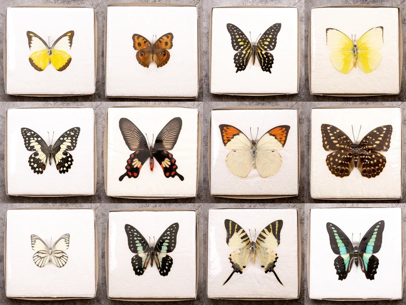A1 Spread Butterfly Specimens, Pack Sizes 1–25