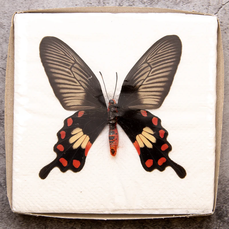 A1 Spread Butterfly Specimens, Pack Sizes 1–25