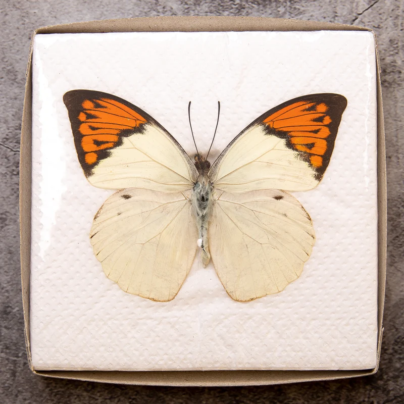 A1 Spread Butterfly Specimens, Pack Sizes 1–25