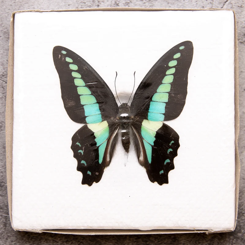 A1 Spread Butterfly Specimens, Pack Sizes 1–25