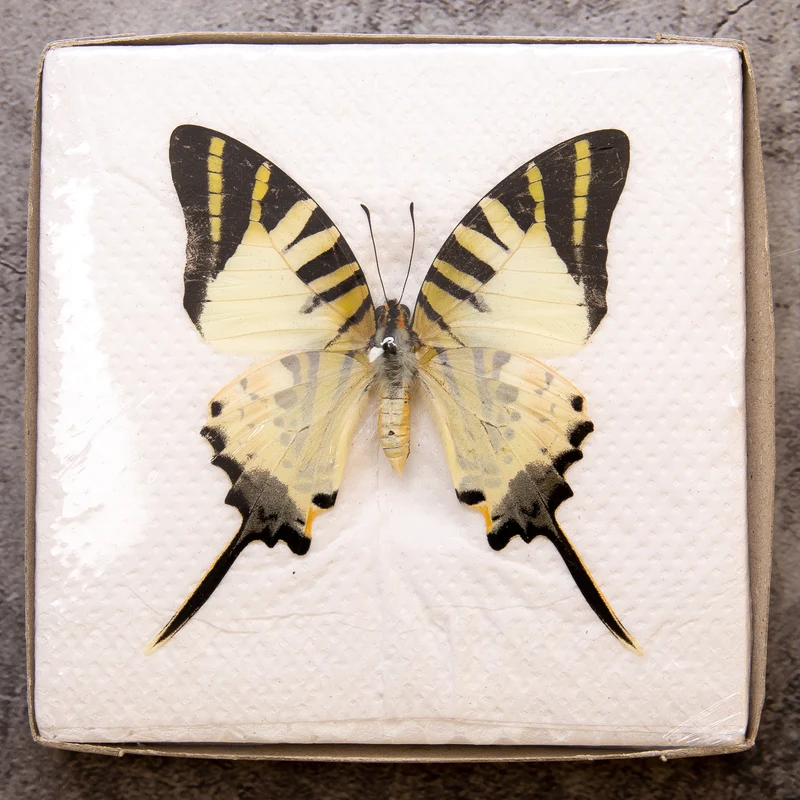 A1 Spread Butterfly Specimens, Pack Sizes 1–25