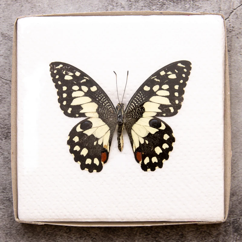 A1 Spread Butterfly Specimens, Pack Sizes 1–25