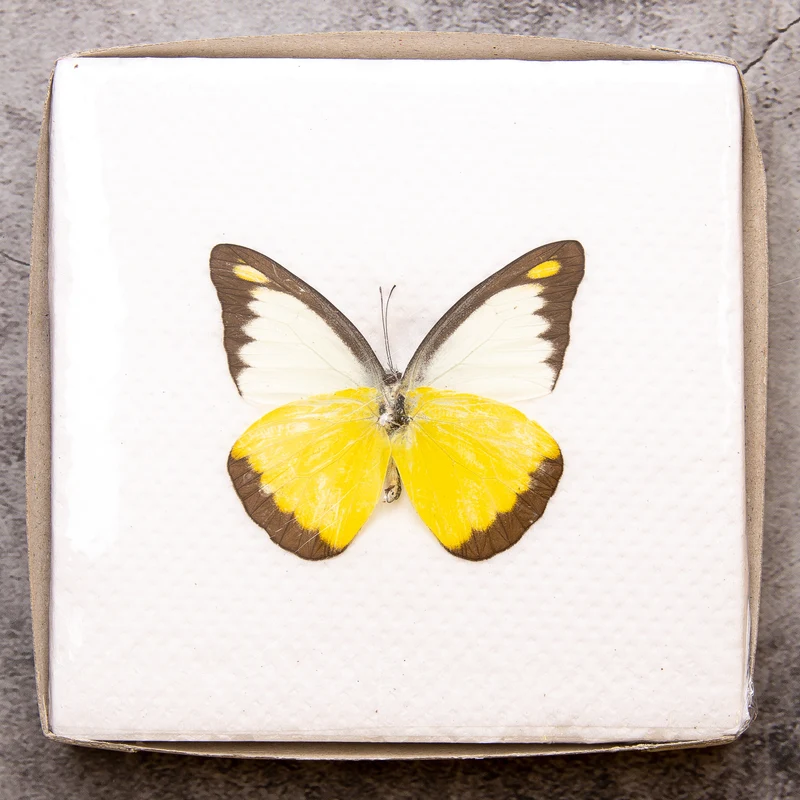 A1 Spread Butterfly Specimens, Pack Sizes 1–25