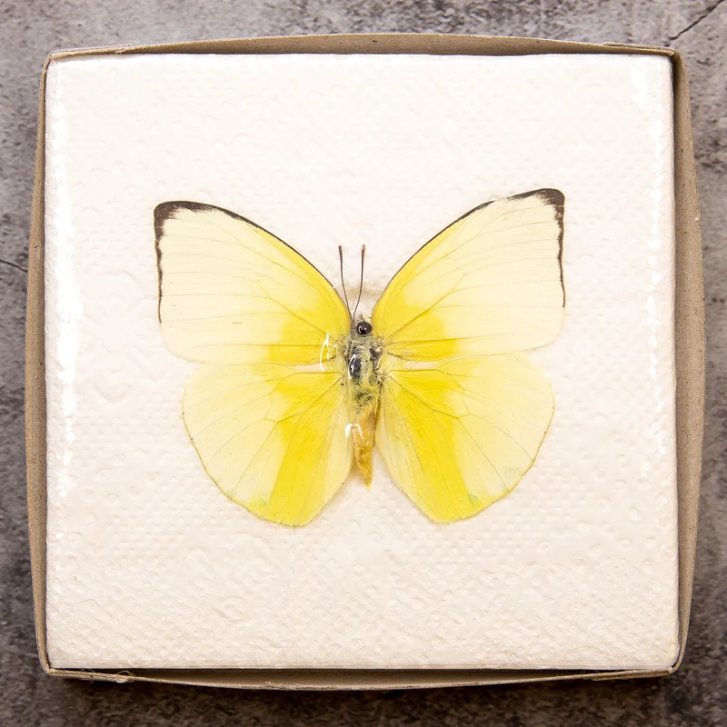 A1 Spread Butterfly Specimens, Pack Sizes 1–25