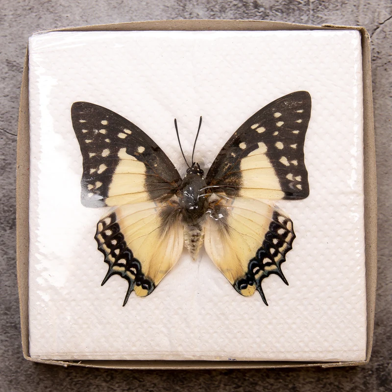 A1 Spread Butterfly Specimens, Pack Sizes 1–25